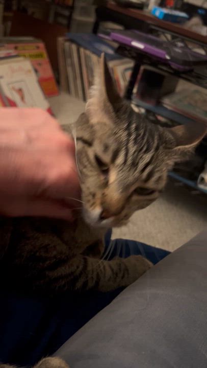 Enlarge Autumn, a ADOPTABLE Tabby in Crockett, CA video 6/6