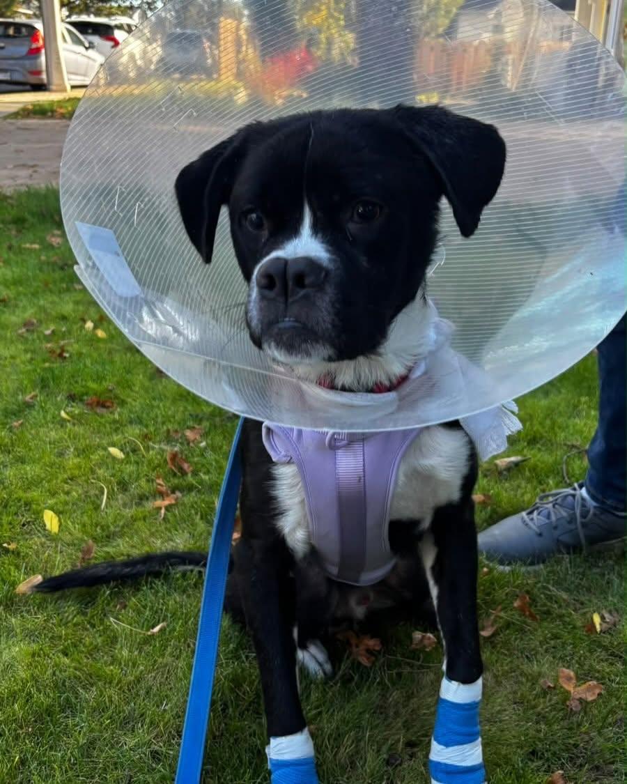 Enlarge BOWIE, a Adoptable Boxer in Coquitlam, BC image 4/4