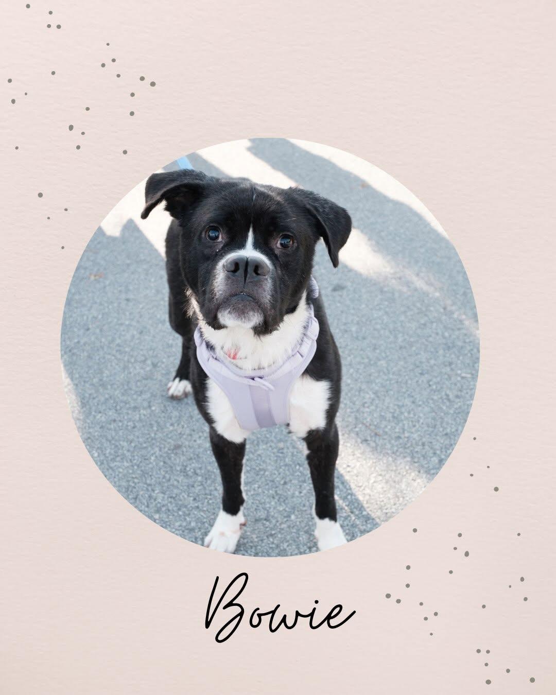 Enlarge BOWIE, a Adoptable Boxer in Coquitlam, BC image 1/4