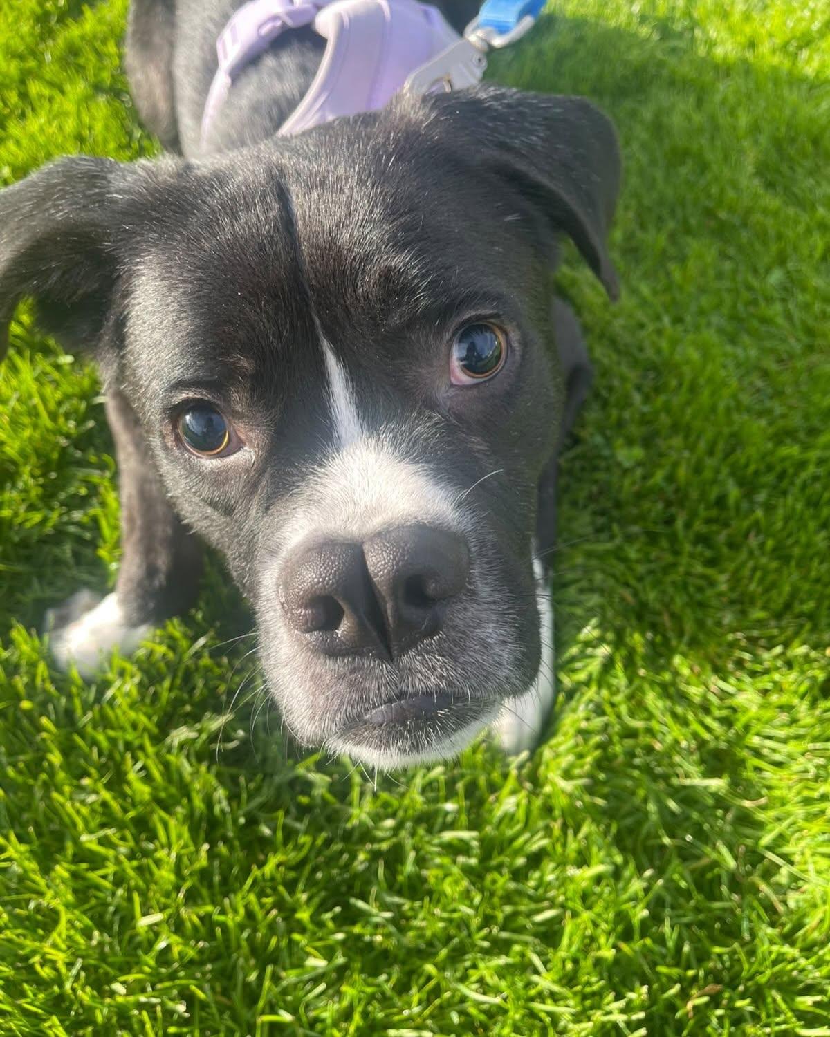 Enlarge BOWIE, a Adoptable Boxer in Coquitlam, BC image 2/4