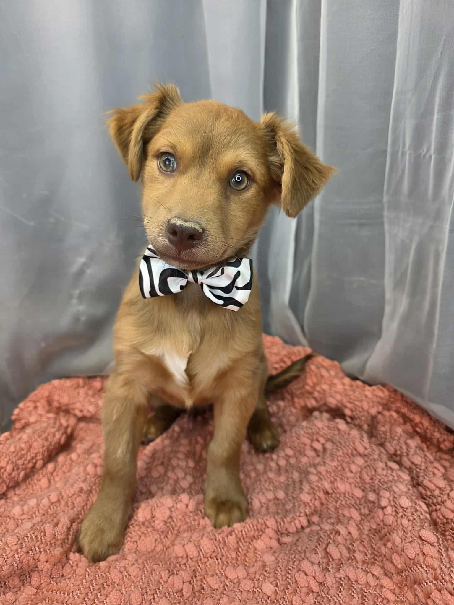 Enlarge Mork, a ADOPTABLE mixed breed in Hartford, CT image 2/5