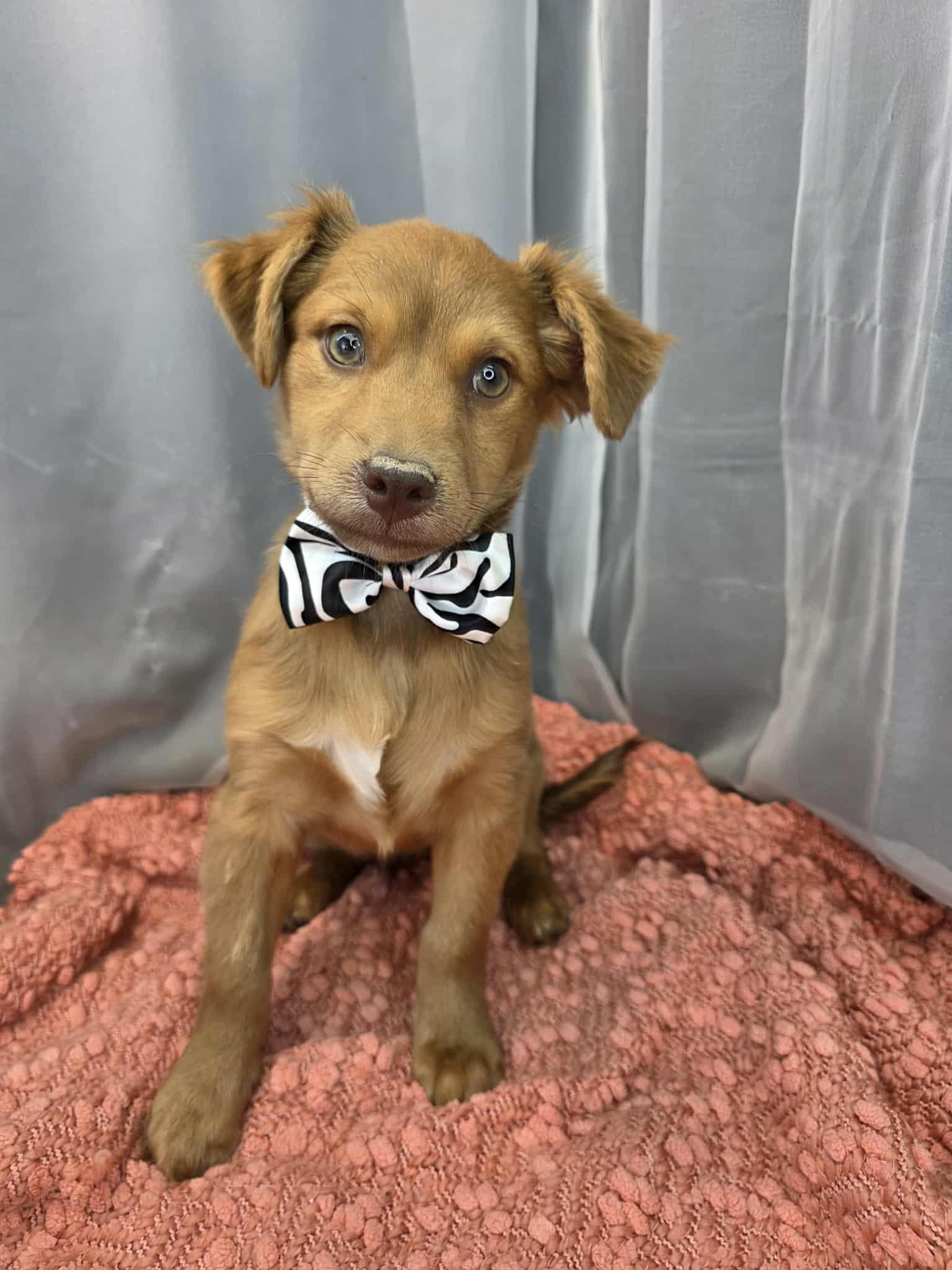 Mork, ADOPTABLE, Young Male Cocker Spaniel & Chihuahua.