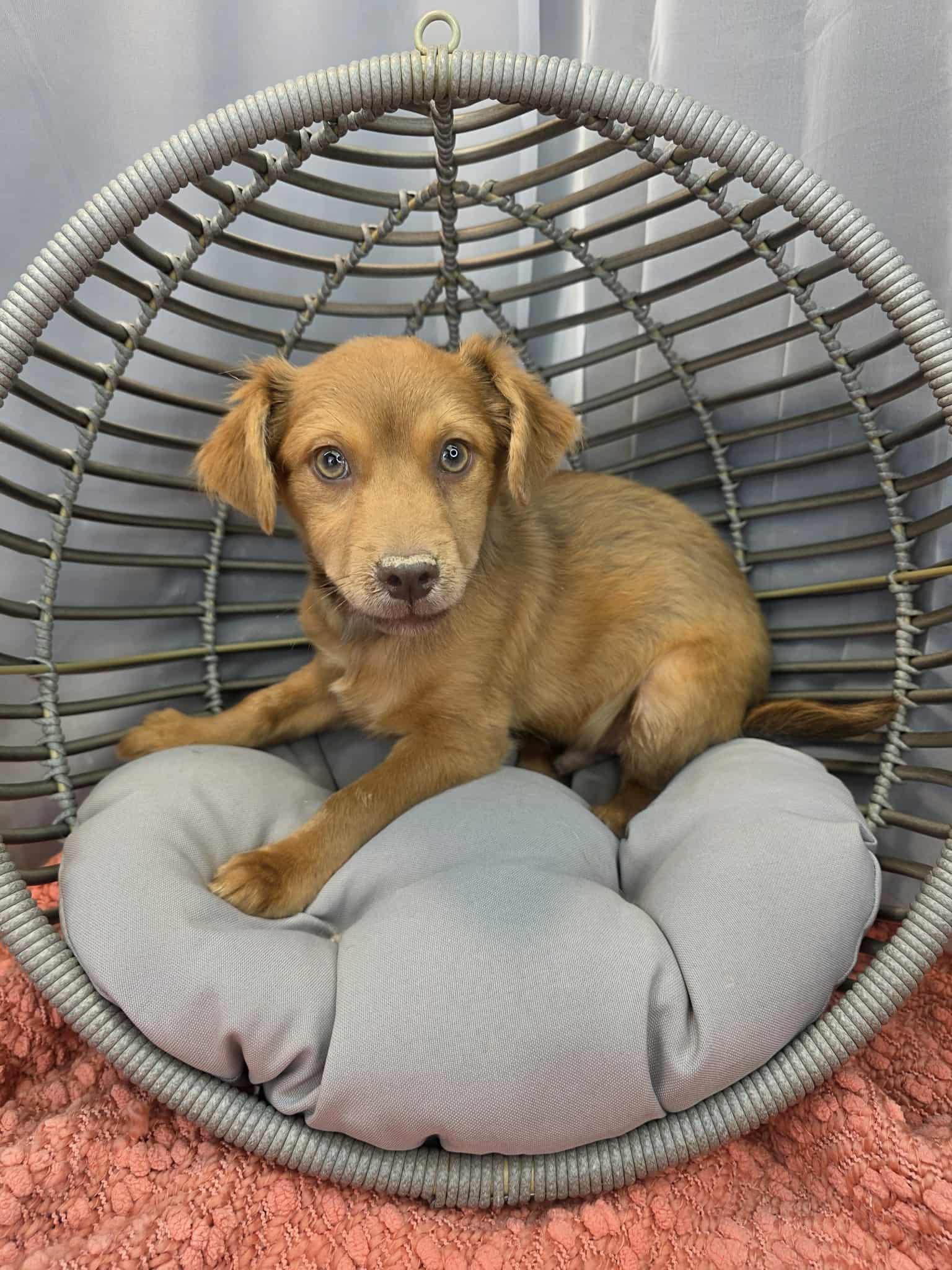 Enlarge Mork, a ADOPTABLE mixed breed in Hartford, CT image 3/5