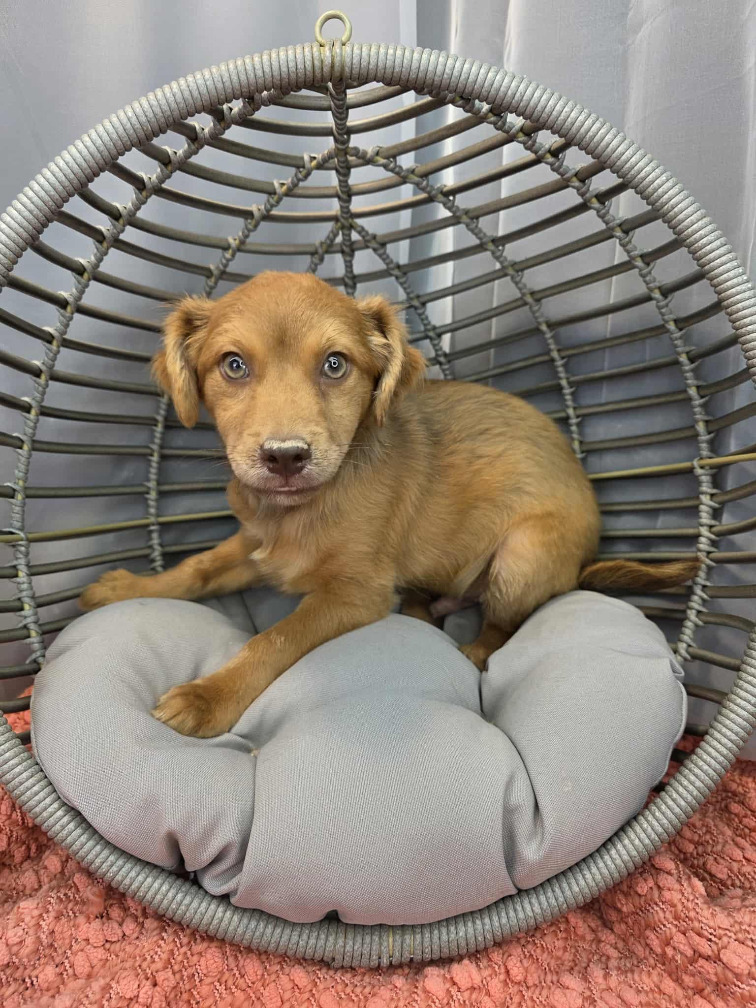 Enlarge Mork, a ADOPTABLE mixed breed in Hartford, CT image 4/5