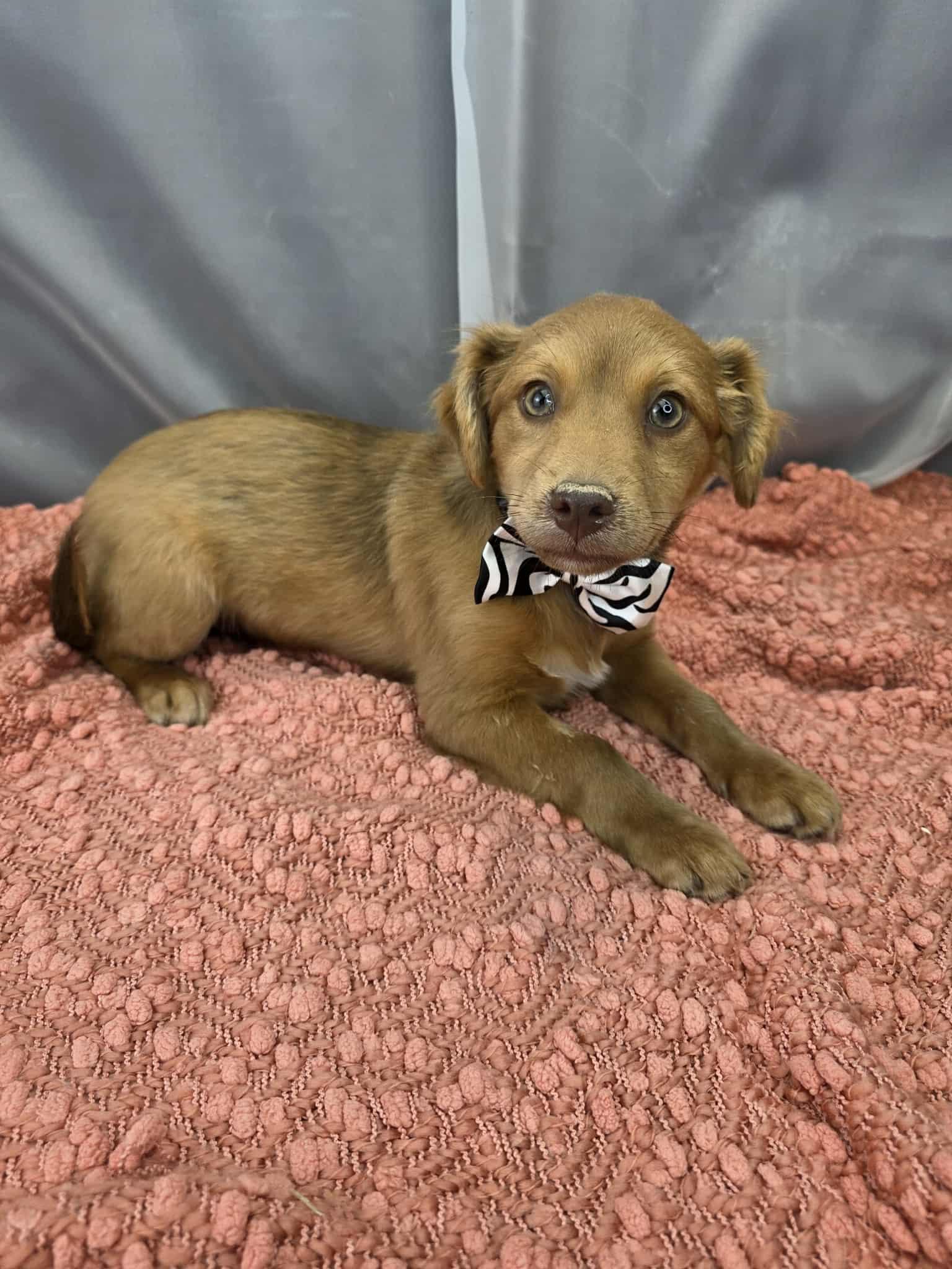 Enlarge Mork, a ADOPTABLE mixed breed in Hartford, CT image 5/5