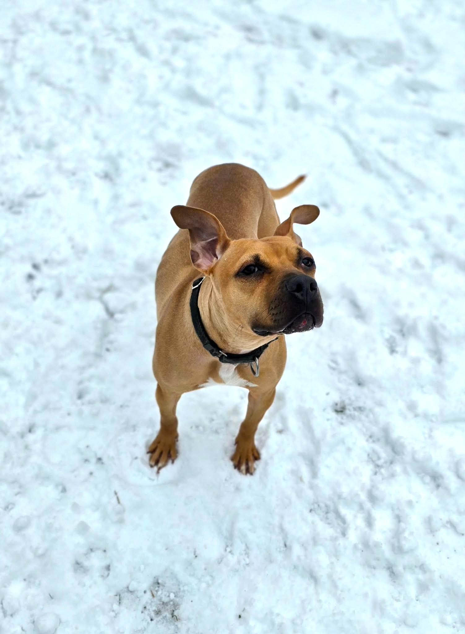 Tilly, a ADOPTABLE mixed breed in New Castle, PA image 4/6