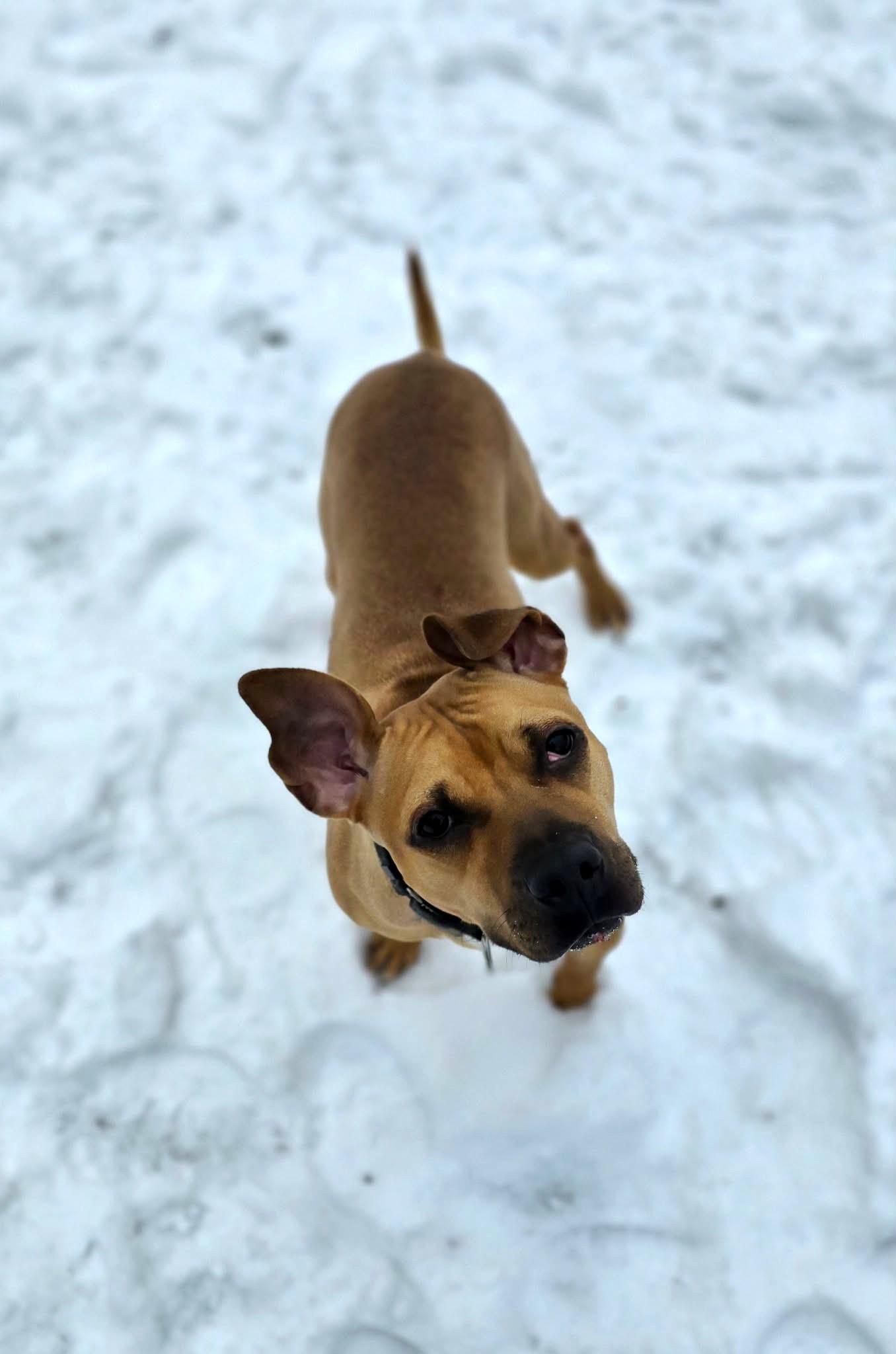 Tilly, a ADOPTABLE mixed breed in New Castle, PA image 2/6