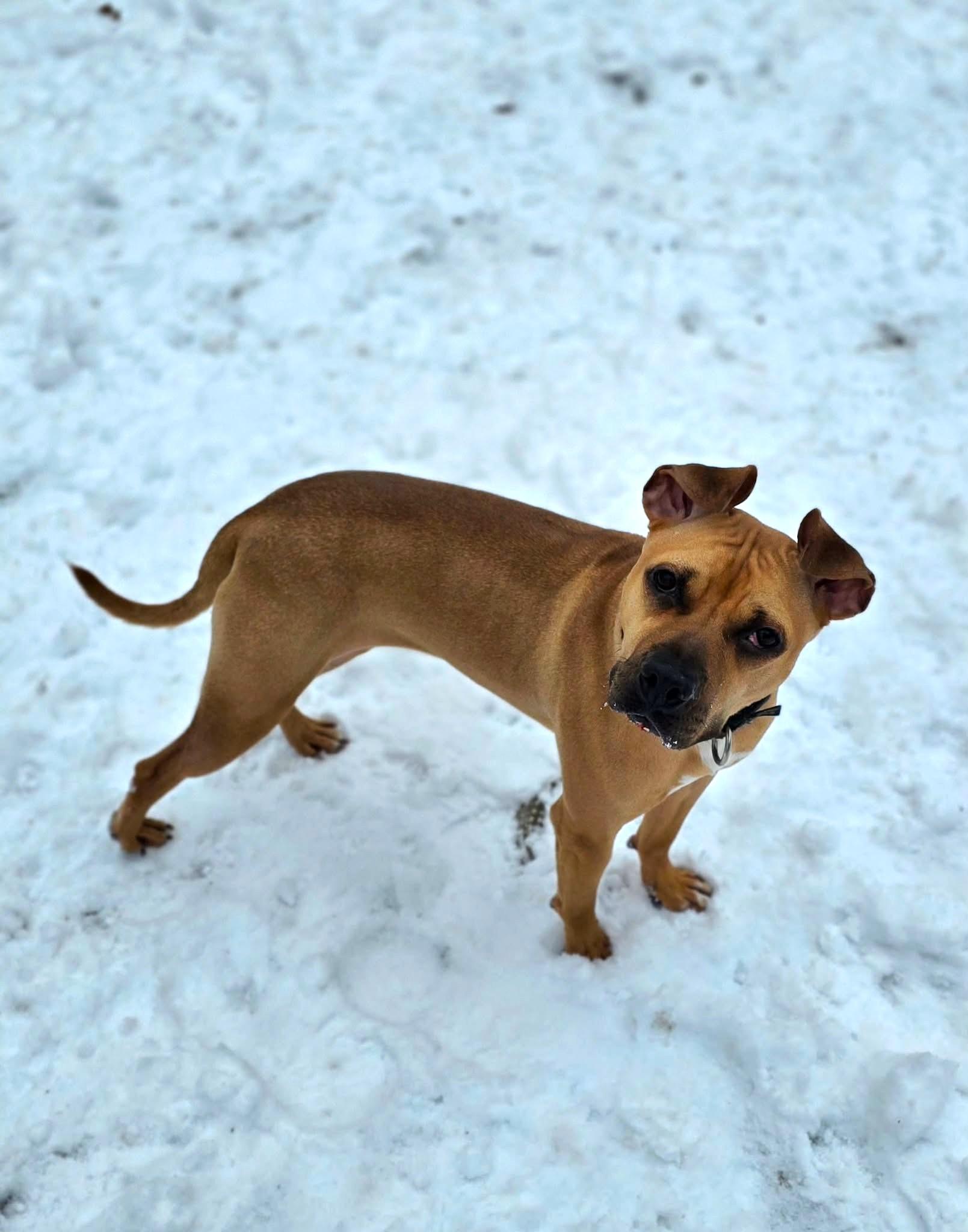 Tilly, a ADOPTABLE mixed breed in New Castle, PA image 6/6