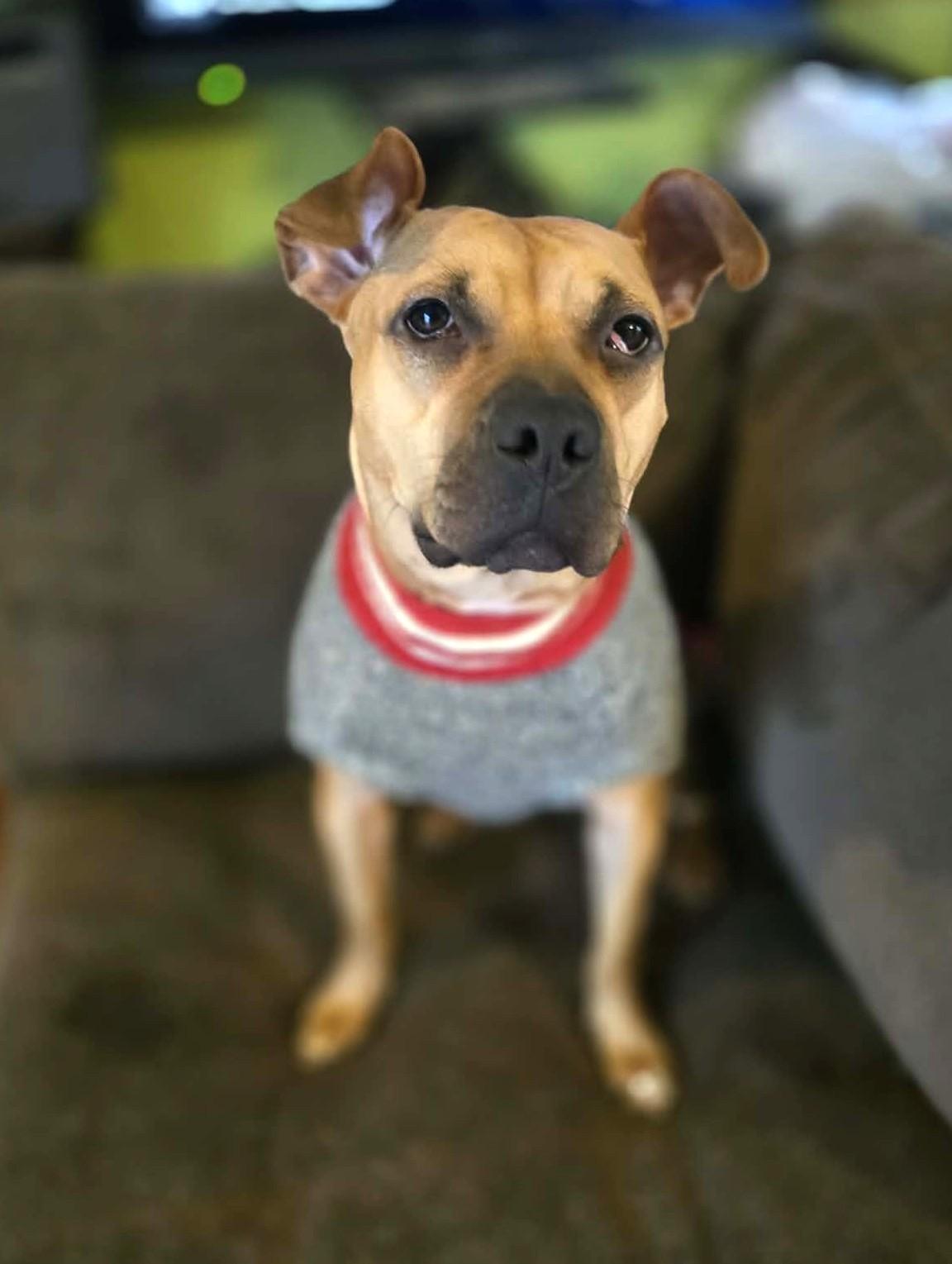 Tilly, ADOPTABLE, Adult Female Pit Bull Terrier.