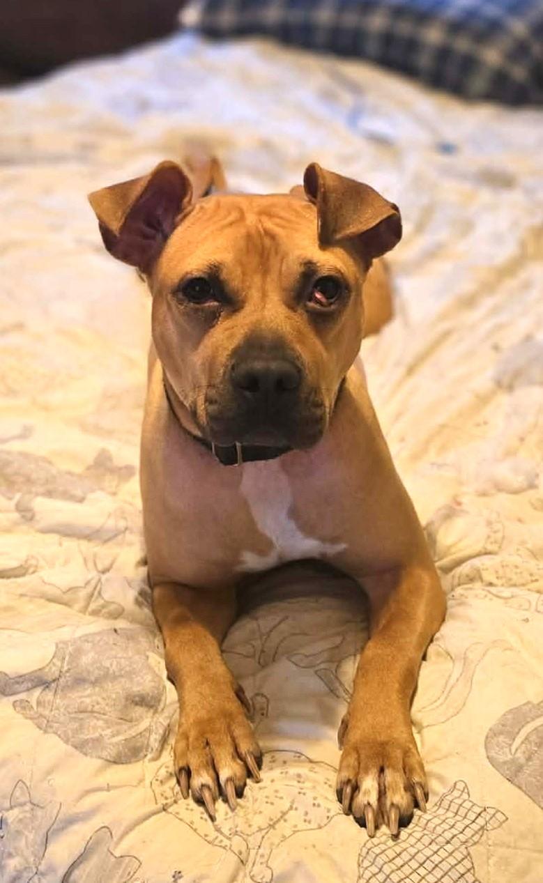 Tilly, a ADOPTABLE mixed breed in New Castle, PA image 5/6