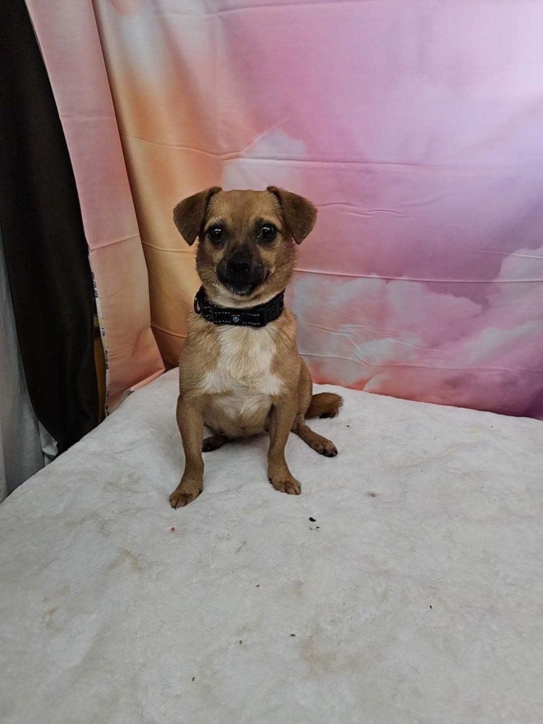 Enlarge Nelle, a Adoptable mixed breed in Metairie, LA image 1/1