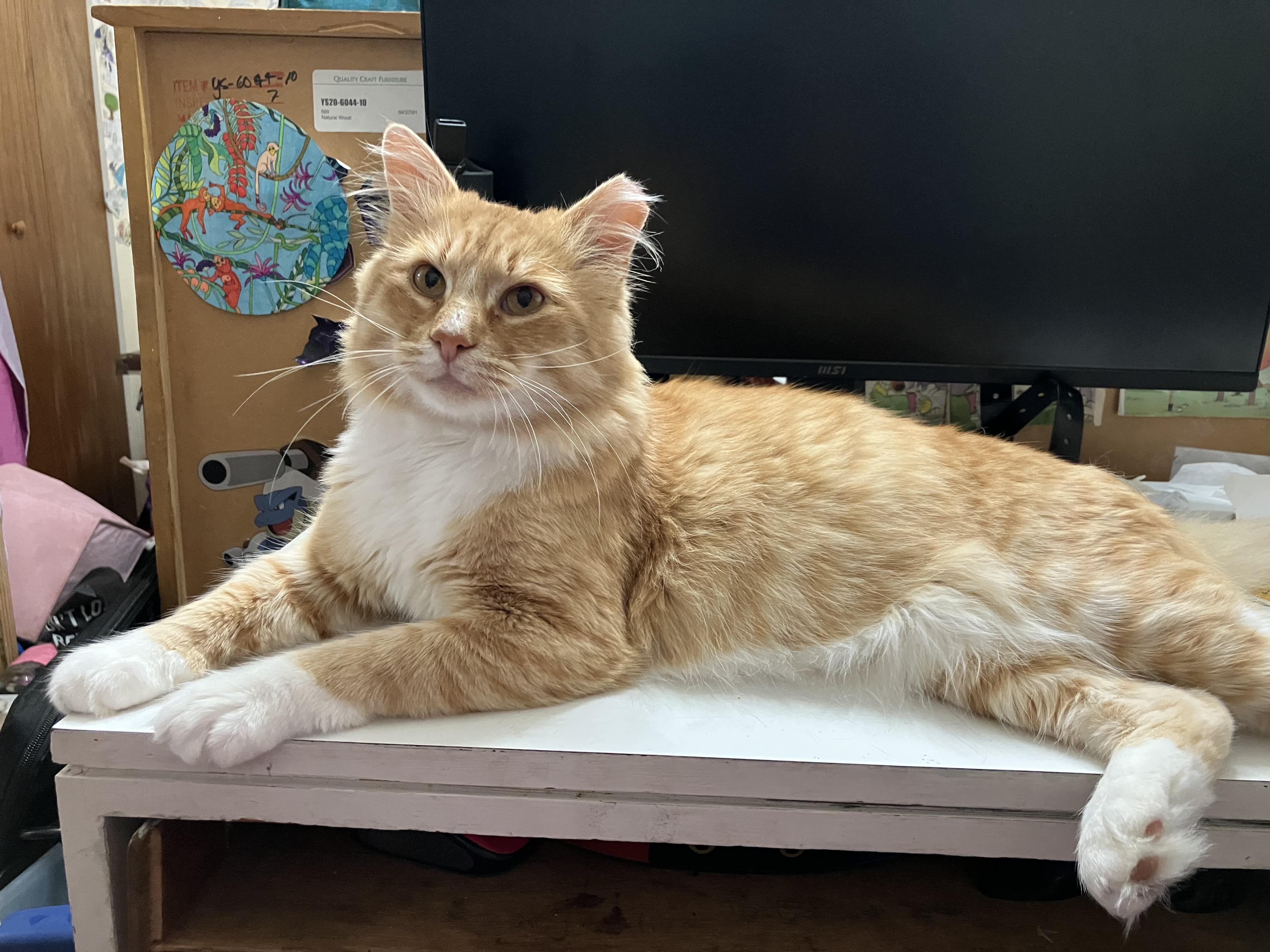 Enlarge Indiana Jones (Jonesy), a Adoptable Tabby in San Leandro, CA image 1/1