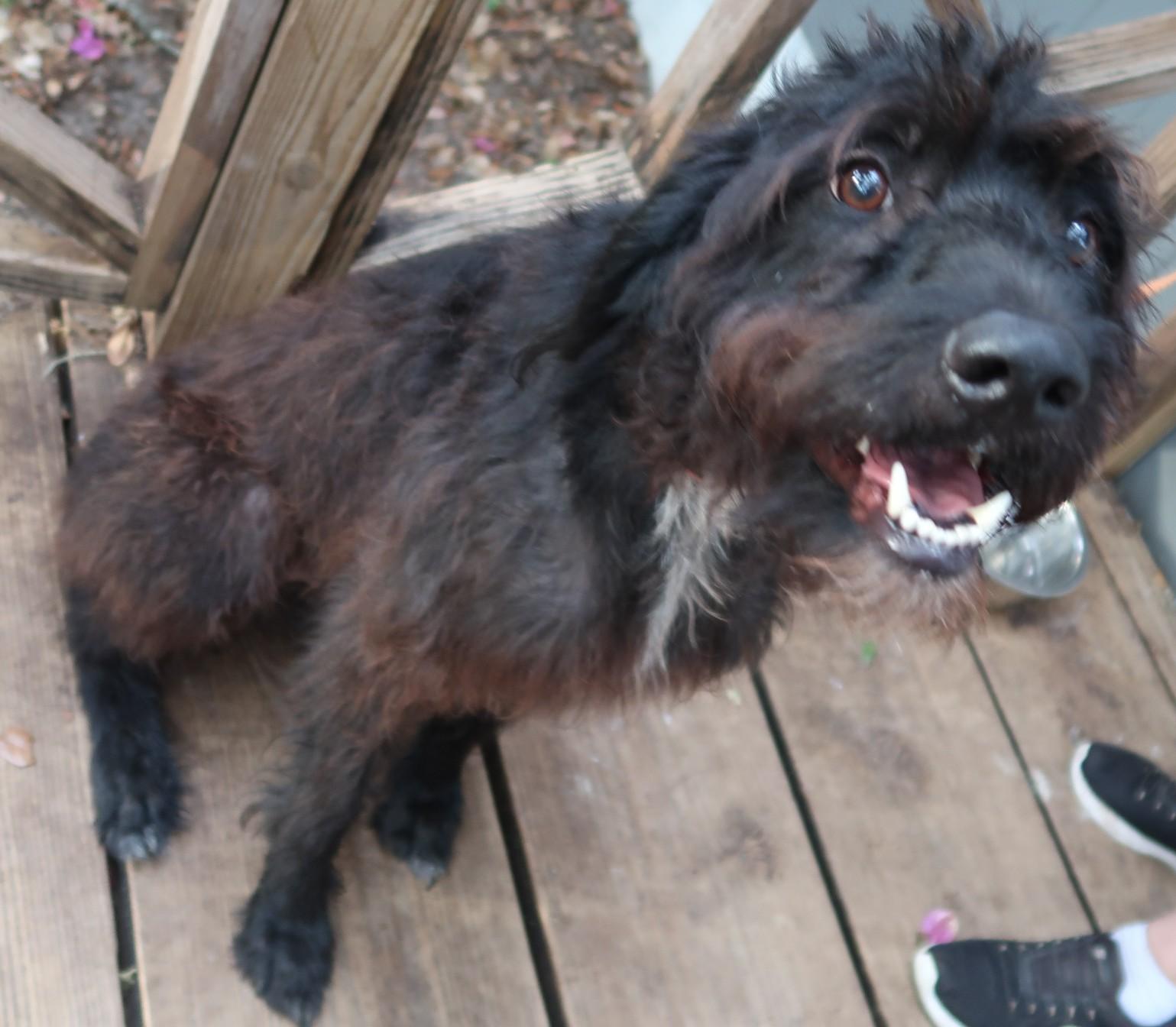 Enlarge Redington G E N T L E Affectionate Charming, a ADOPTABLE mixed breed in St. Petersburg, FL image 2/3