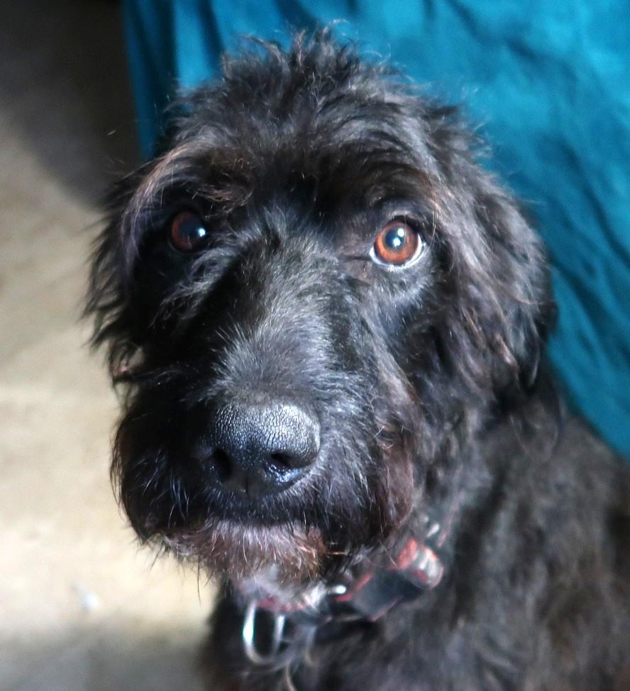 Redington G E N T L E Affectionate Charming, ADOPTABLE, Adult Male Labradoodle.