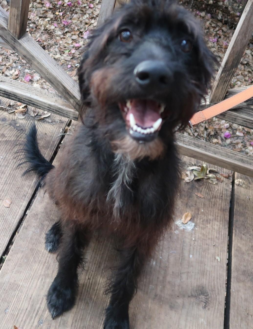 Enlarge Redington G E N T L E Affectionate Charming, a ADOPTABLE mixed breed in St. Petersburg, FL image 3/3