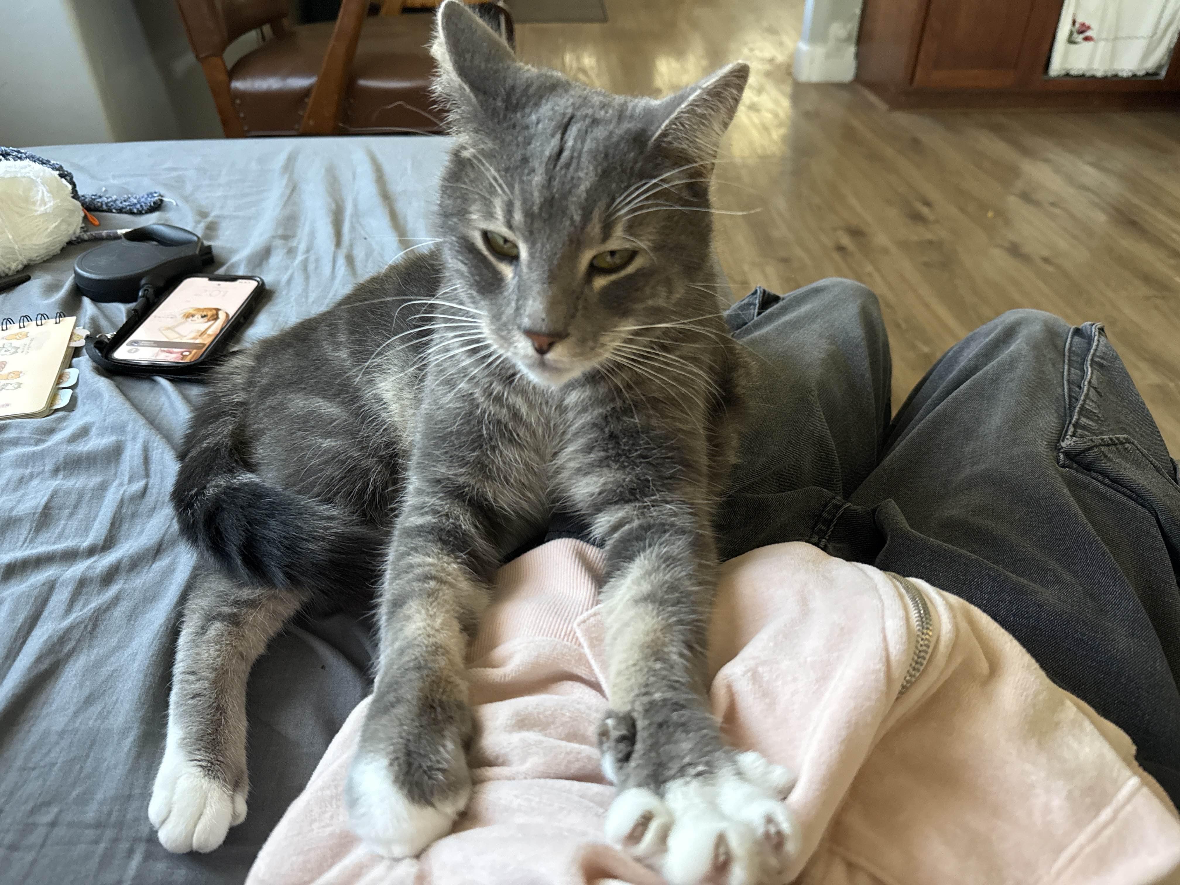 Enlarge Dusty, a ADOPTABLE Domestic Short Hair in Penryn, CA image 4/4