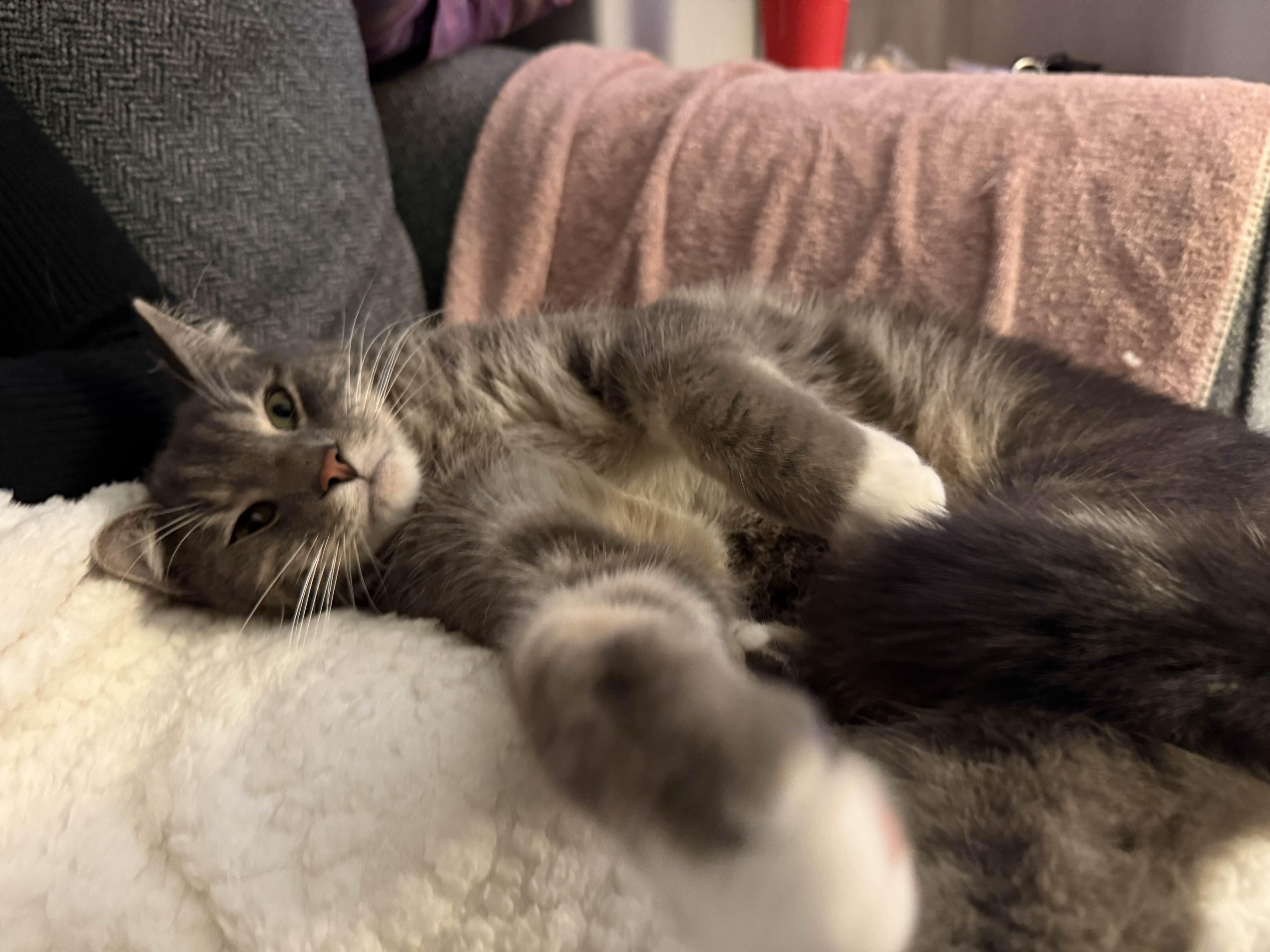 Enlarge Dusty, a ADOPTABLE Domestic Short Hair in Penryn, CA image 3/4