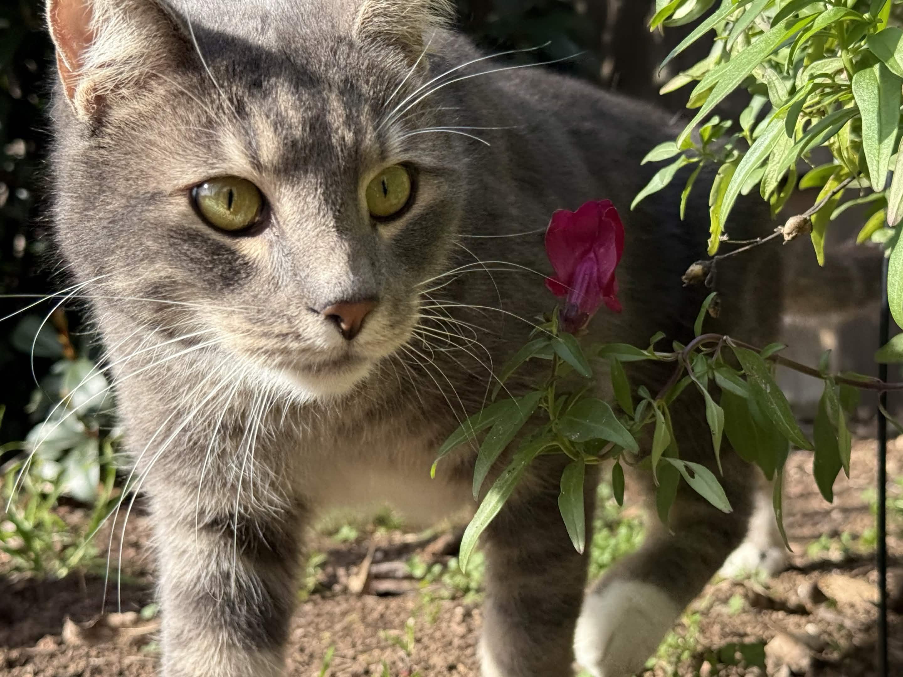 Enlarge Dusty, a ADOPTABLE Domestic Short Hair in Penryn, CA image 1/4