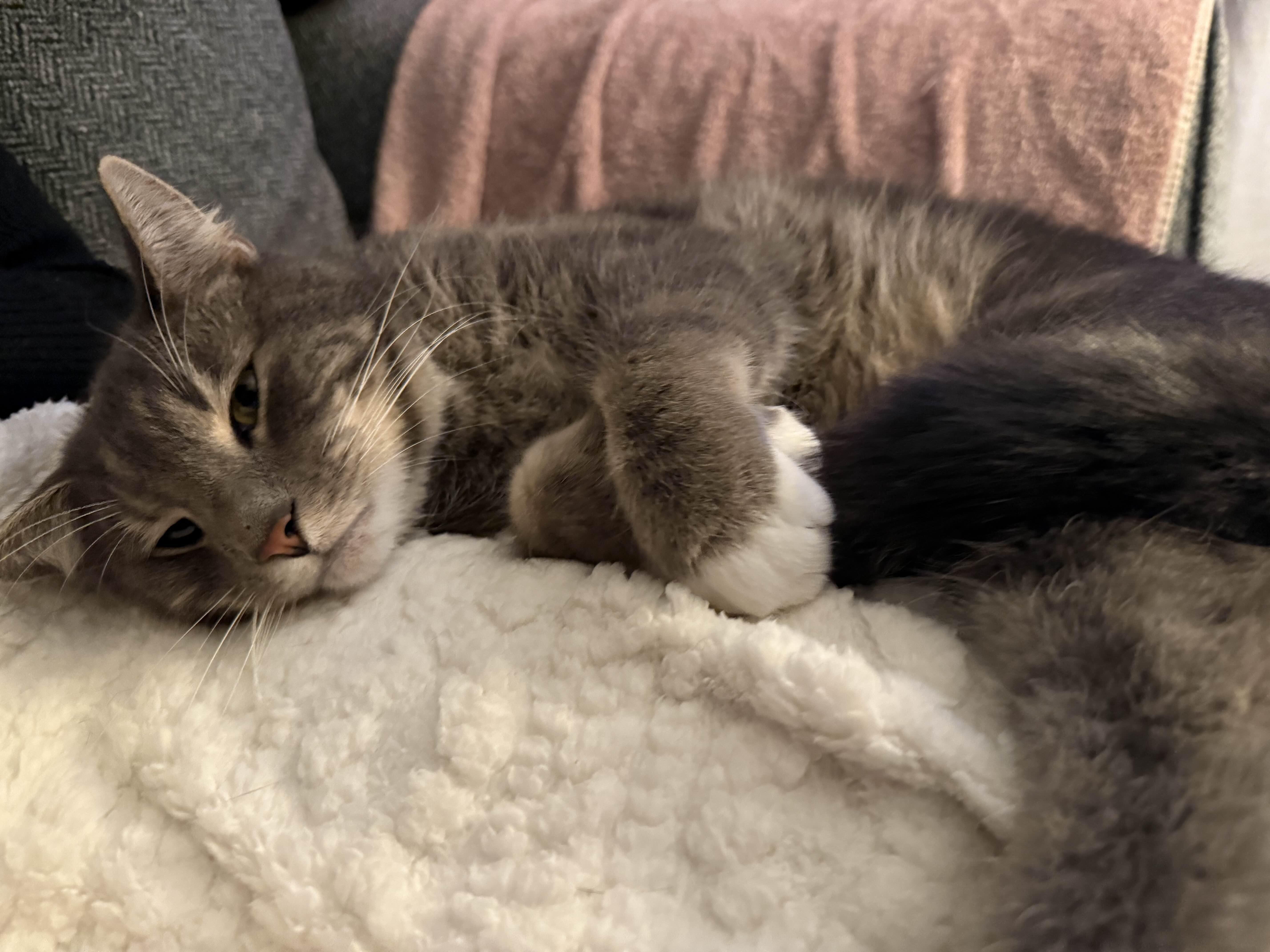 Enlarge Dusty, a ADOPTABLE Domestic Short Hair in Penryn, CA image 2/4