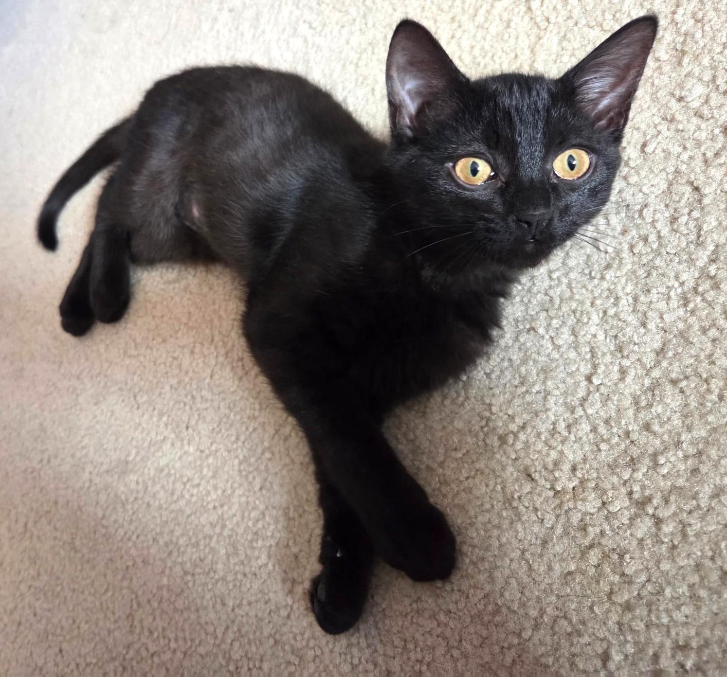 Rikki – A Silky Beauty with a Playful Spirit!, adopted, Kitten Female Domestic Short Hair.