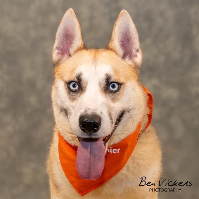 TONY, Adoptable, Young Male Siberian Husky & Mixed Breed.