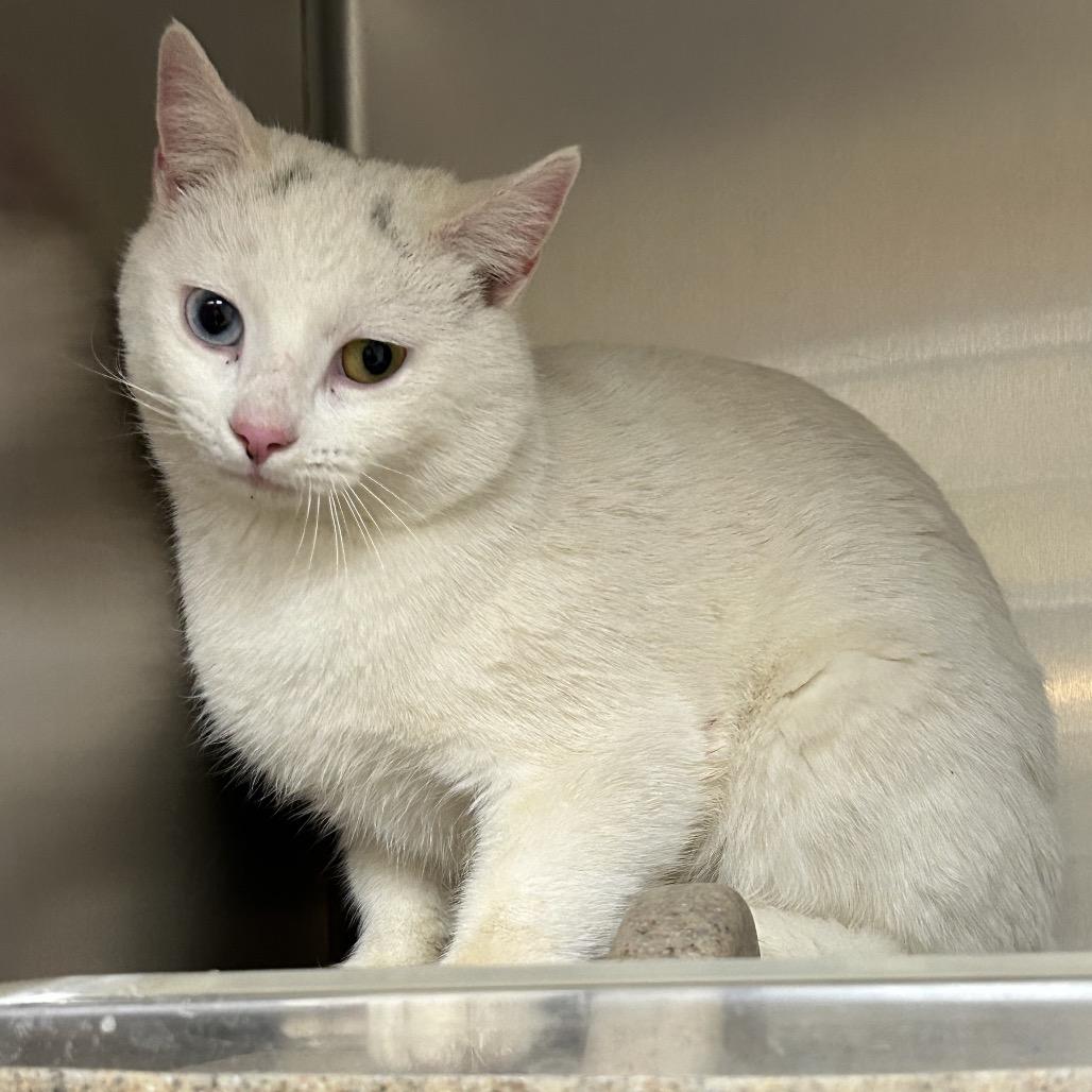 Bowie, Adoptable, Adult Male Domestic Short Hair.