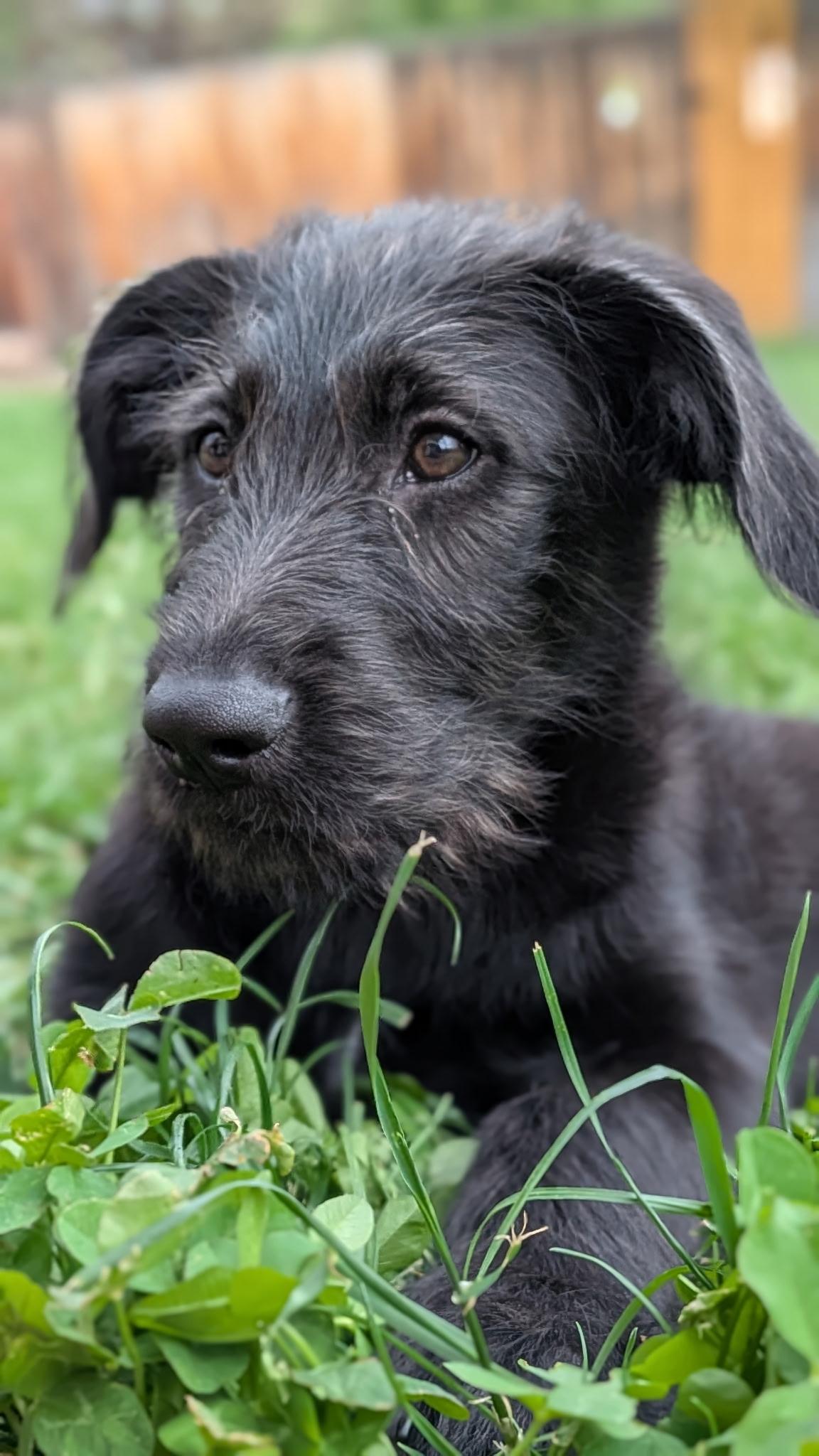 Morel, an adoptable Labradoodle in Evergreen, CO, 80439 | Photo Image 2