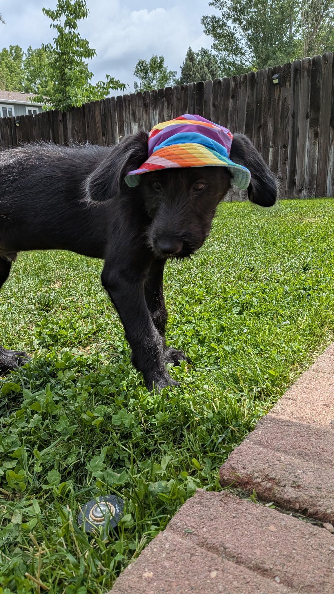 Morel, an adoptable Labradoodle in Evergreen, CO, 80439 | Photo Image 3