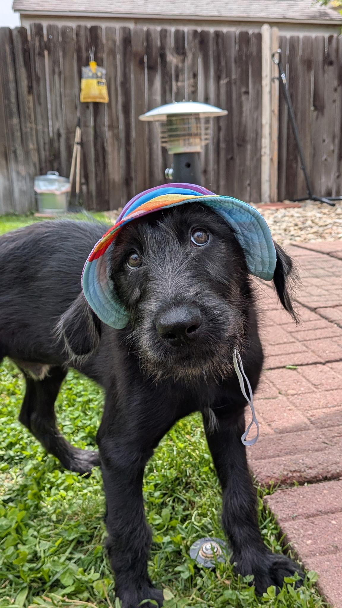 Morel, an adoptable Labradoodle in Evergreen, CO, 80439 | Photo Image 1