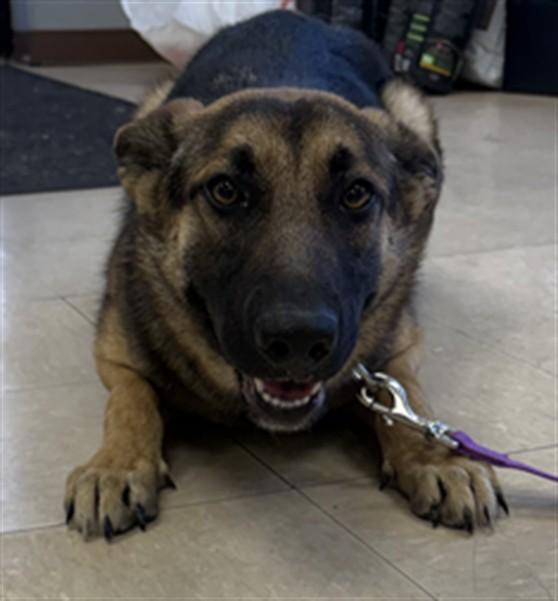 SAPPHIRE, Adoptable, Young Female German Shepherd Dog.