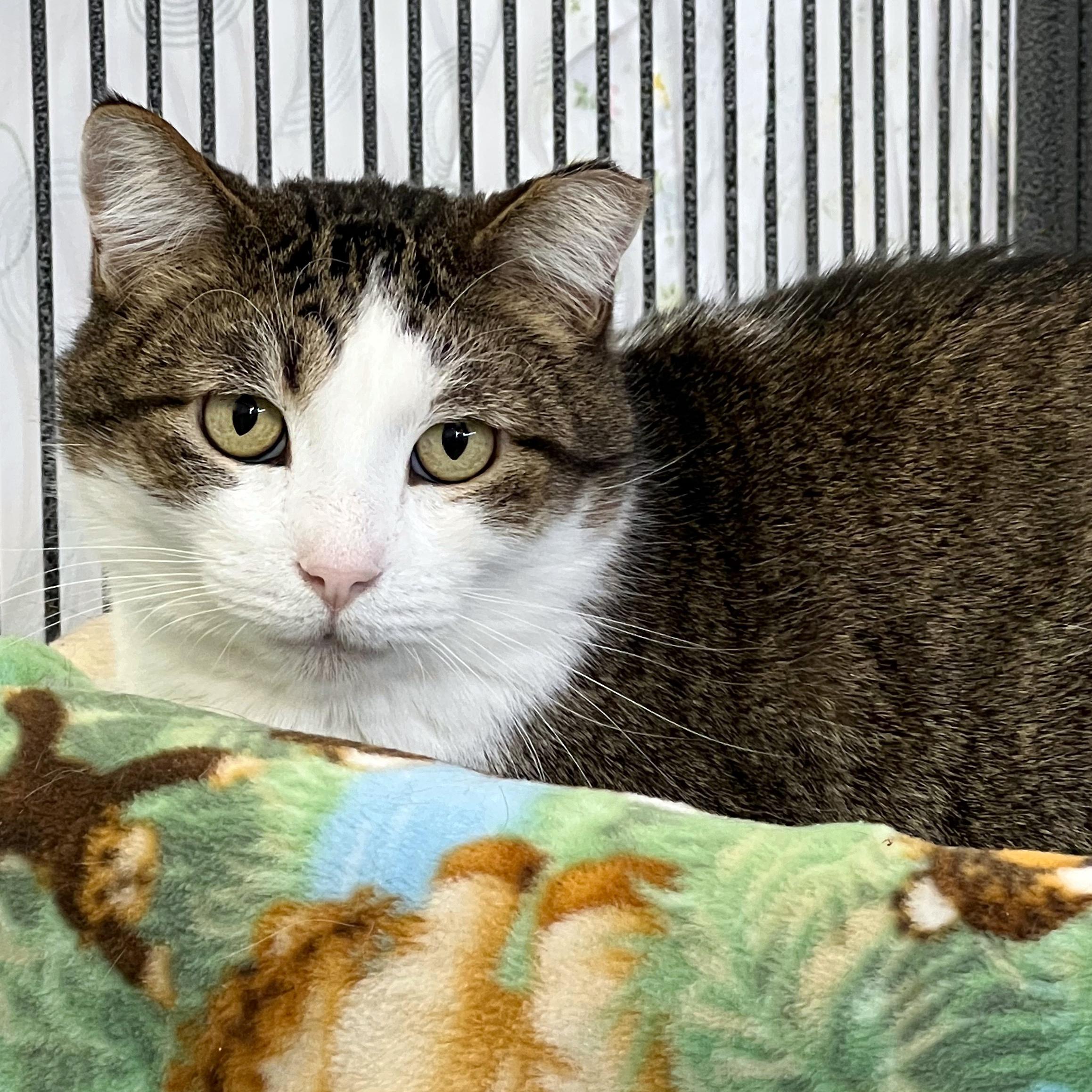 Enlarge Billy, a ADOPTABLE Domestic Short Hair in St. Louis, MO image 1/1