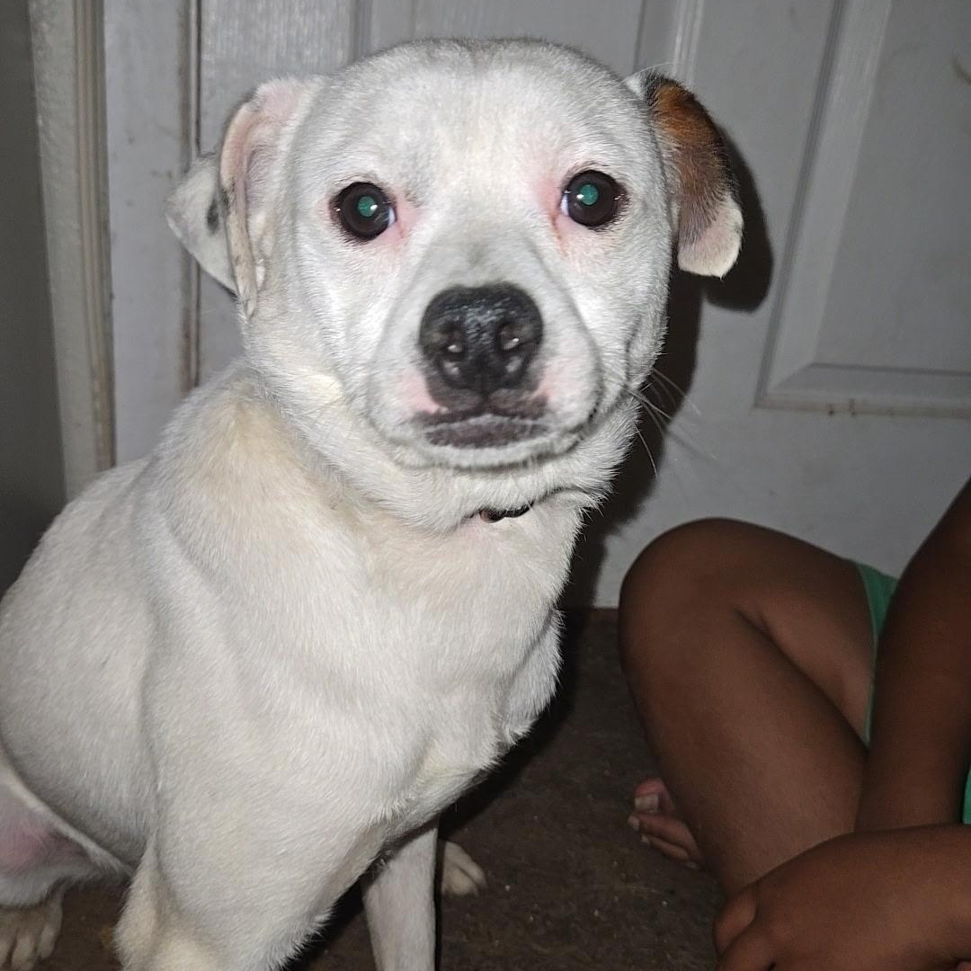 APPLE, Adoptable, Young Male Chihuahua & Jack Russell Terrier.