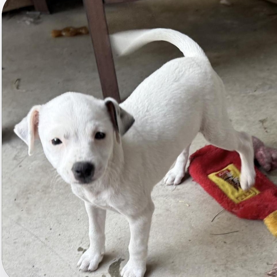 Enlarge APPLE, a Adoptable mixed breed in Seal Beach, CA image 4/5