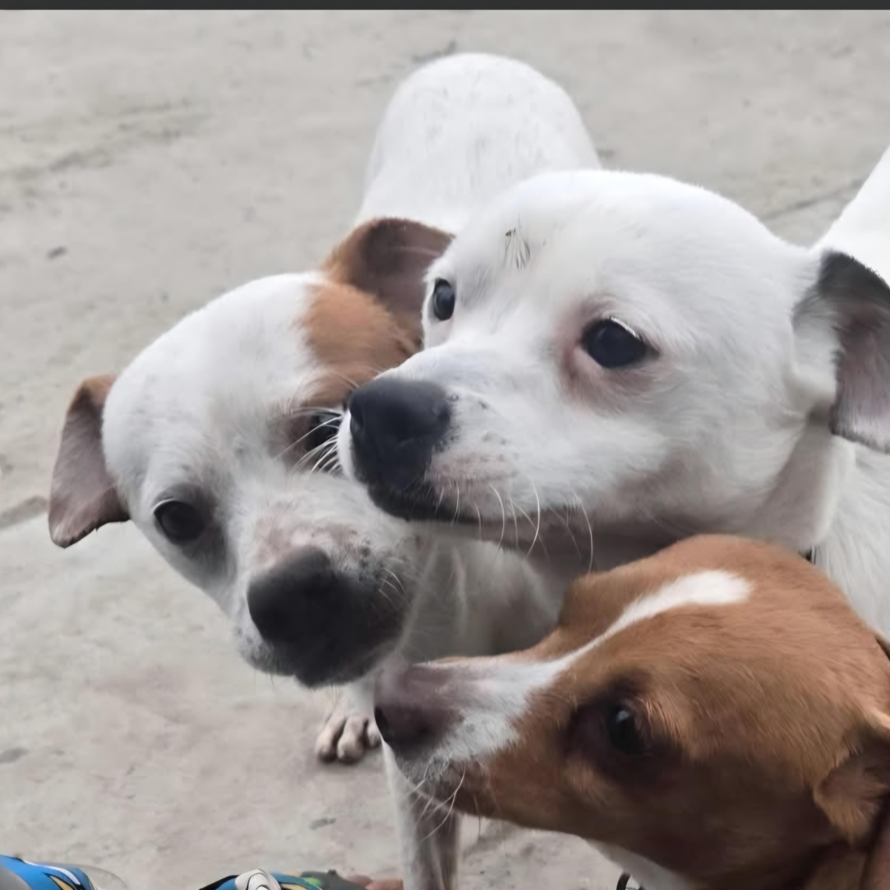 Enlarge APPLE, a Adoptable mixed breed in Seal Beach, CA image 6/6
