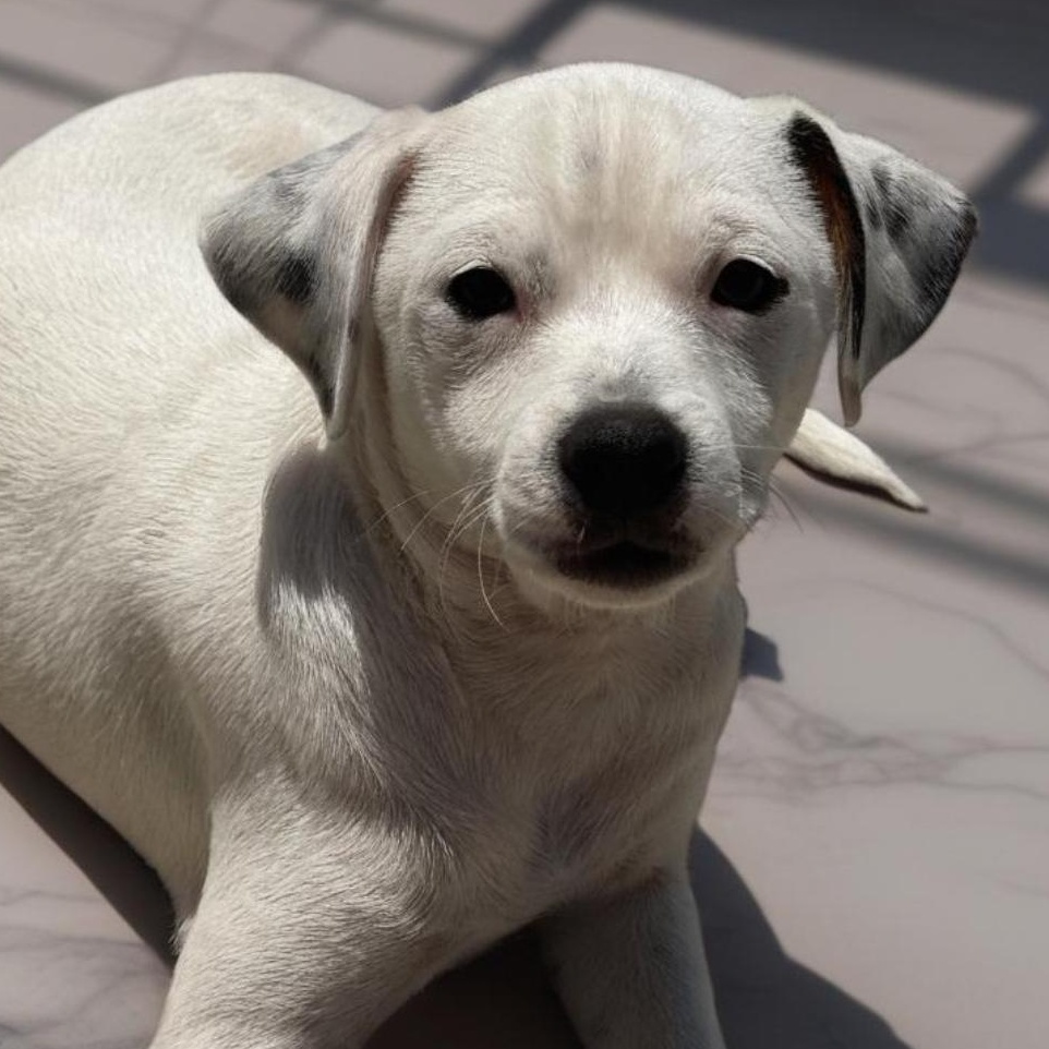 Enlarge APPLE, a Adoptable mixed breed in Seal Beach, CA image 3/5