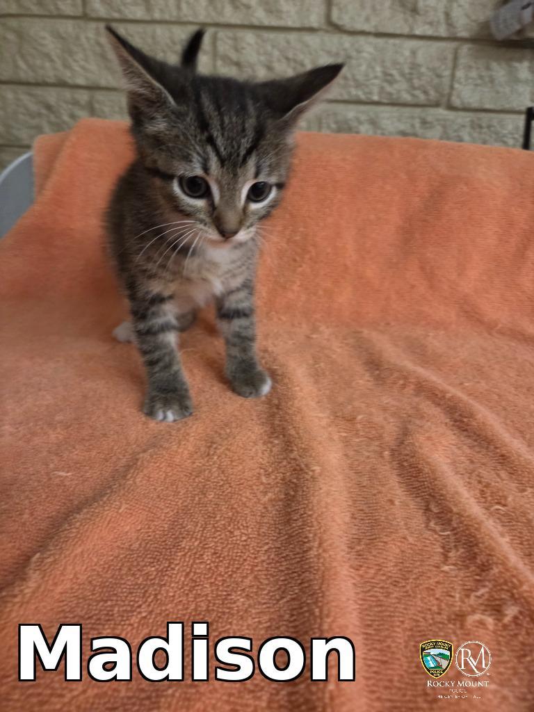 Madison, Adoptable, Adult Female Domestic Short Hair.