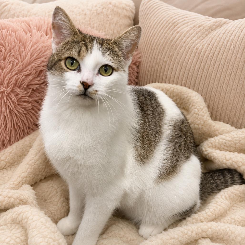 Turner, a Adoptable Domestic Short Hair in Chapel Hill, NC image 2/6