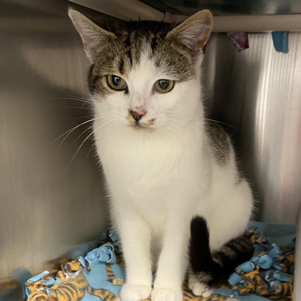 Turner, a Adoptable Domestic Short Hair in Chapel Hill, NC image 5/6