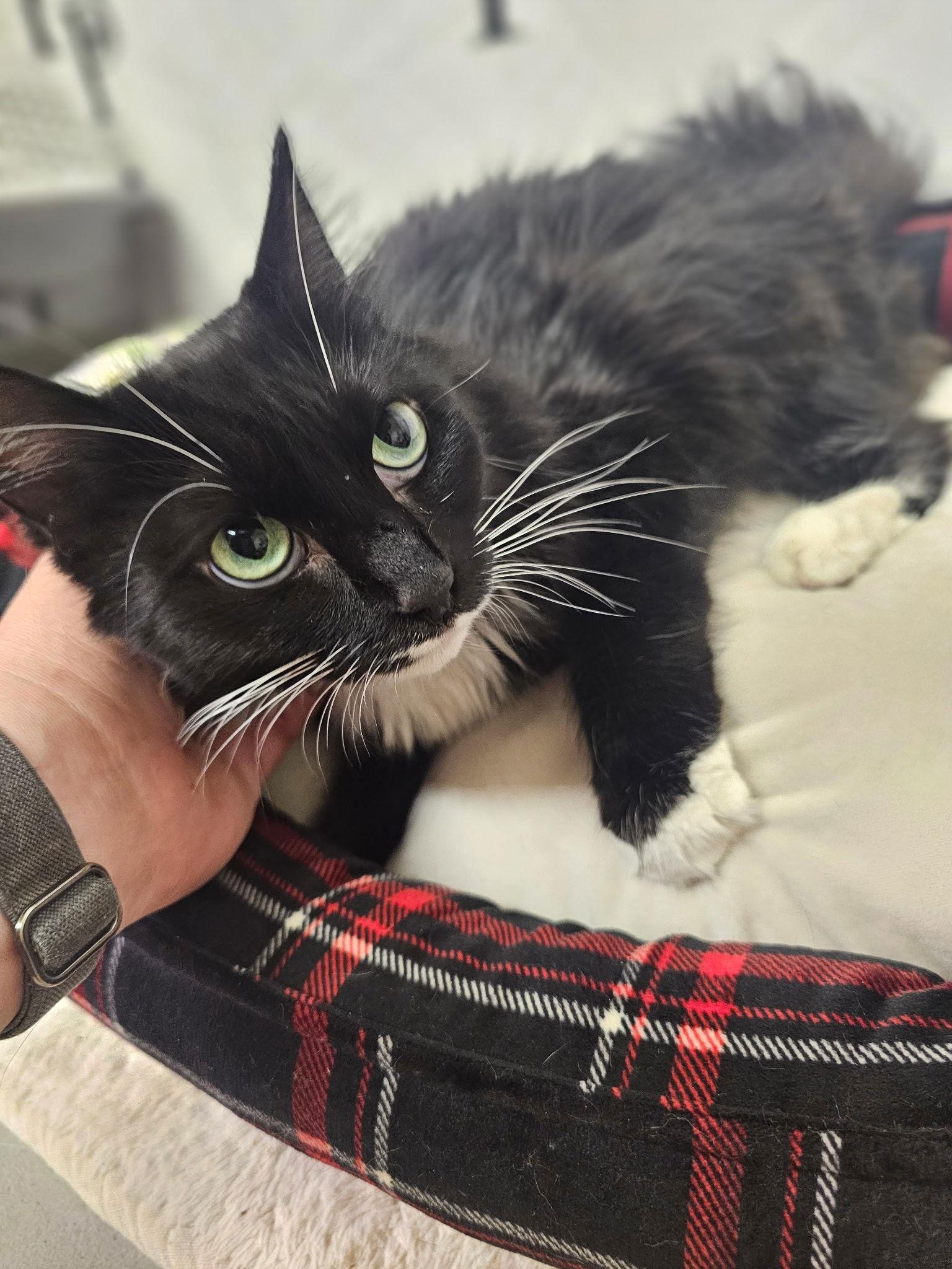 Winnie, Adoptable, Adult Female Domestic Long Hair.