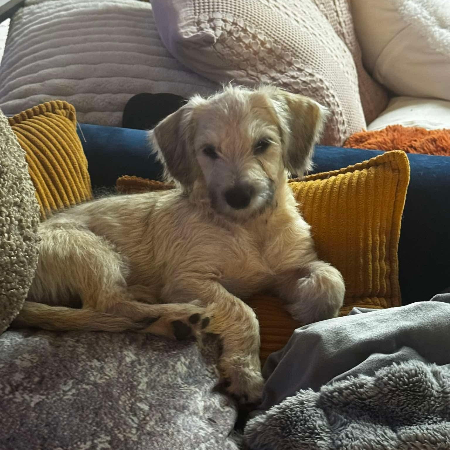Athena, adopted, Puppy Female Terrier.