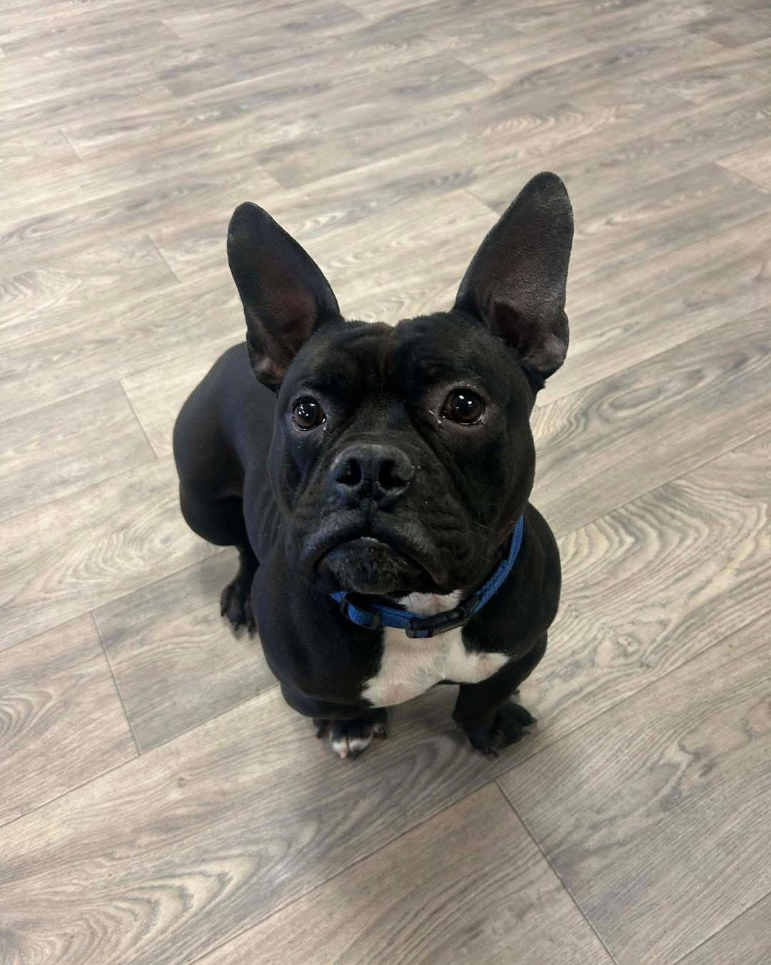 Gumbo, a Adoptable mixed breed in Duluth, MN image 2/3