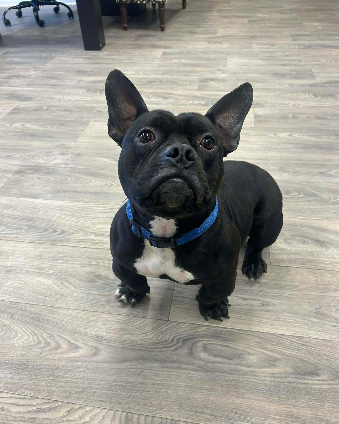 Gumbo, a Adoptable mixed breed in Duluth, MN image 3/3