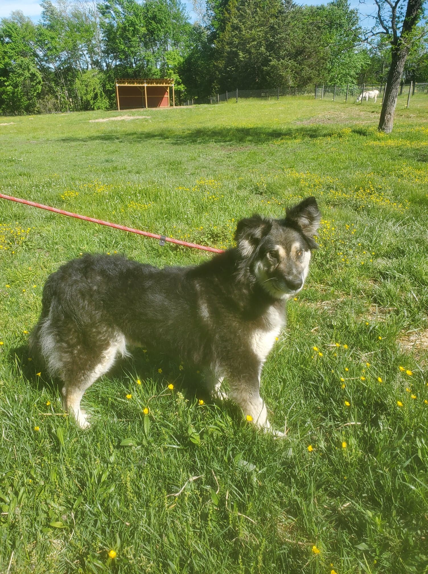 Taffy, Adopted, Adult Female German Shepherd Dog.