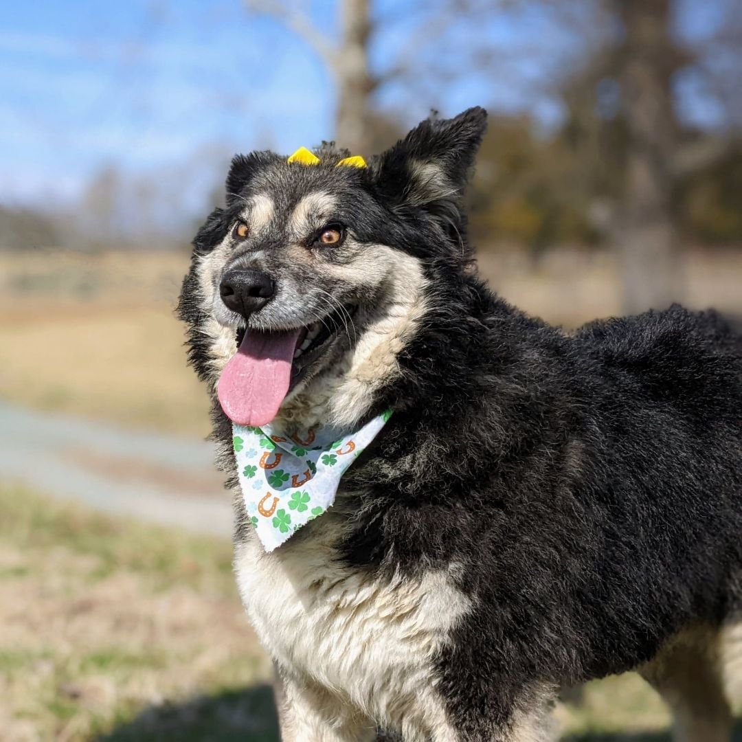 Enlarge Taffy, a Adopted mixed breed in Louisa, VA image 2/9