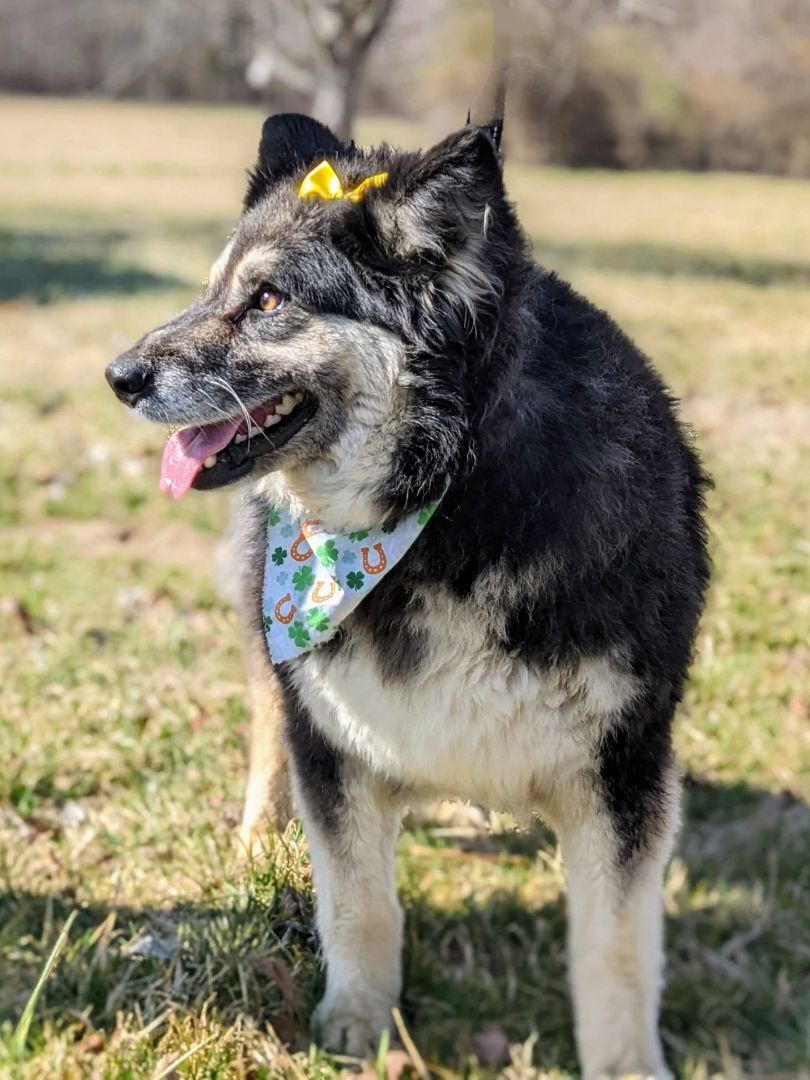Enlarge Taffy, a Adopted mixed breed in Louisa, VA image 3/9