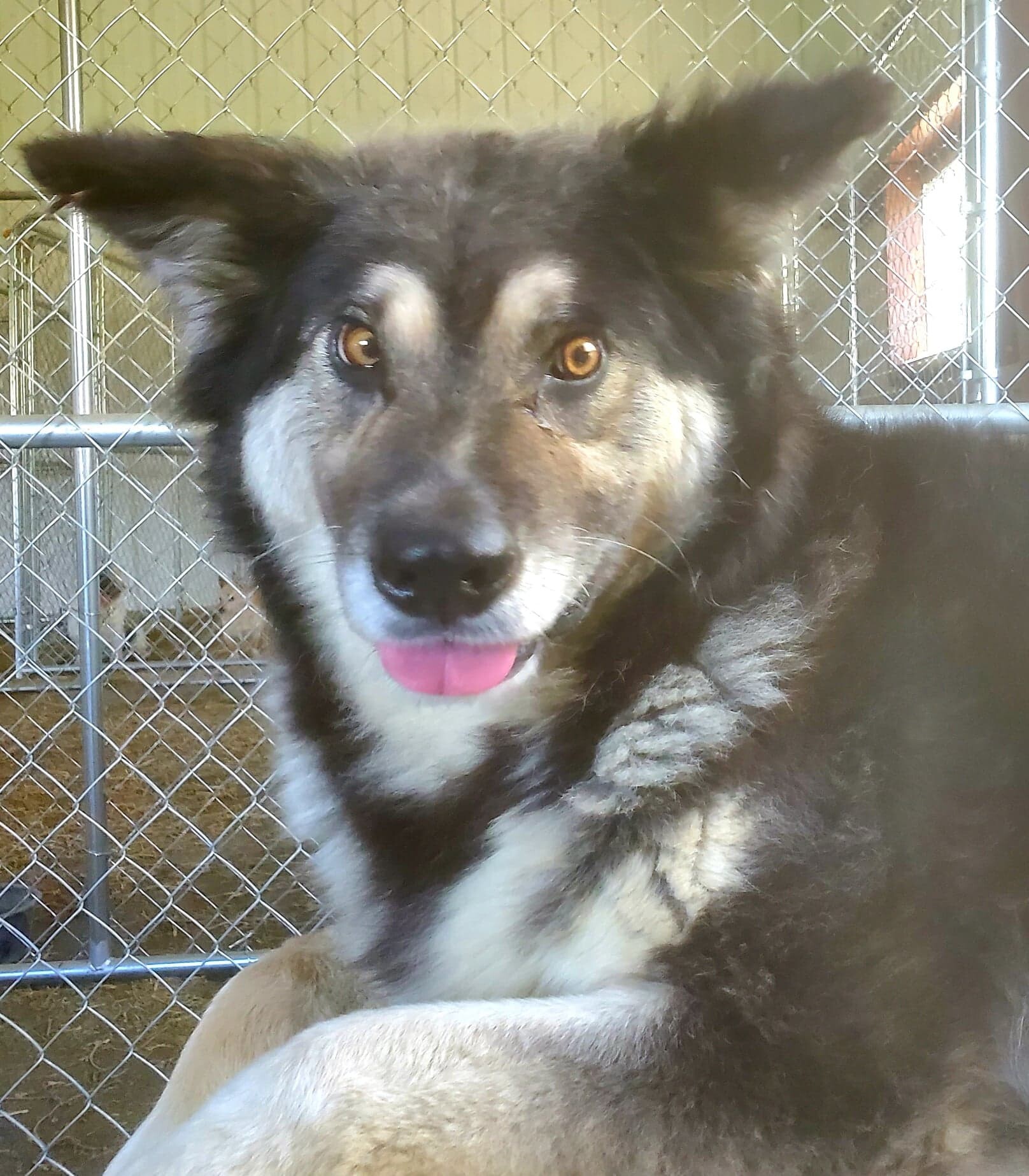 Enlarge Taffy, a Adopted mixed breed in Louisa, VA image 4/9