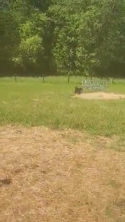 Enlarge Taffy, a Adopted mixed breed in Louisa, VA video 9/9