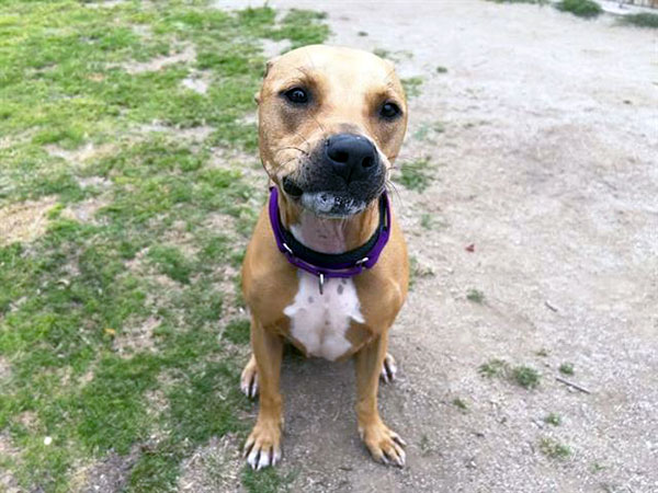 Trooper, Adoptable, Adult Male Pit Bull Terrier.