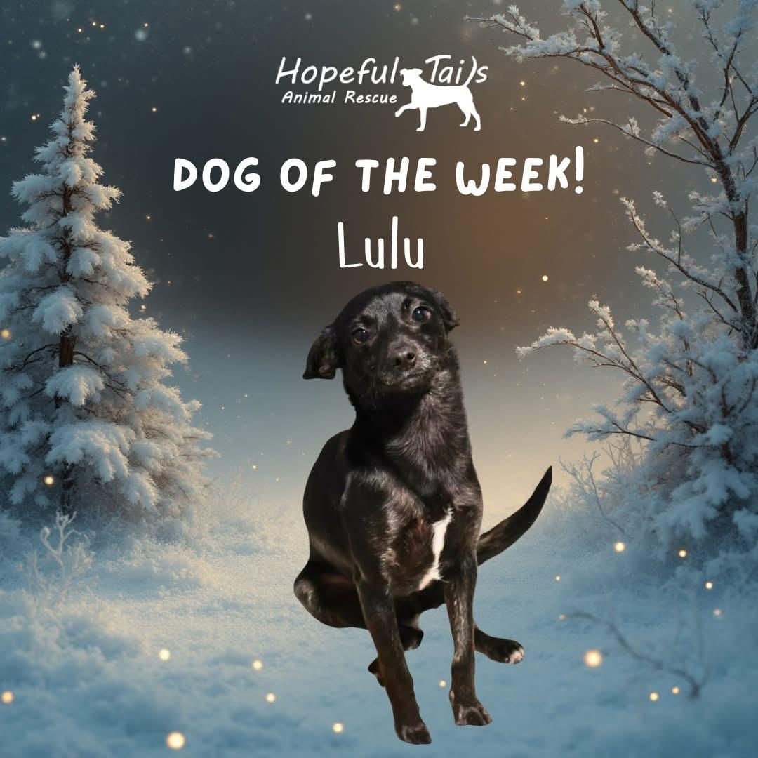 Lulu, Adoptable, Adult Female Mixed Breed.