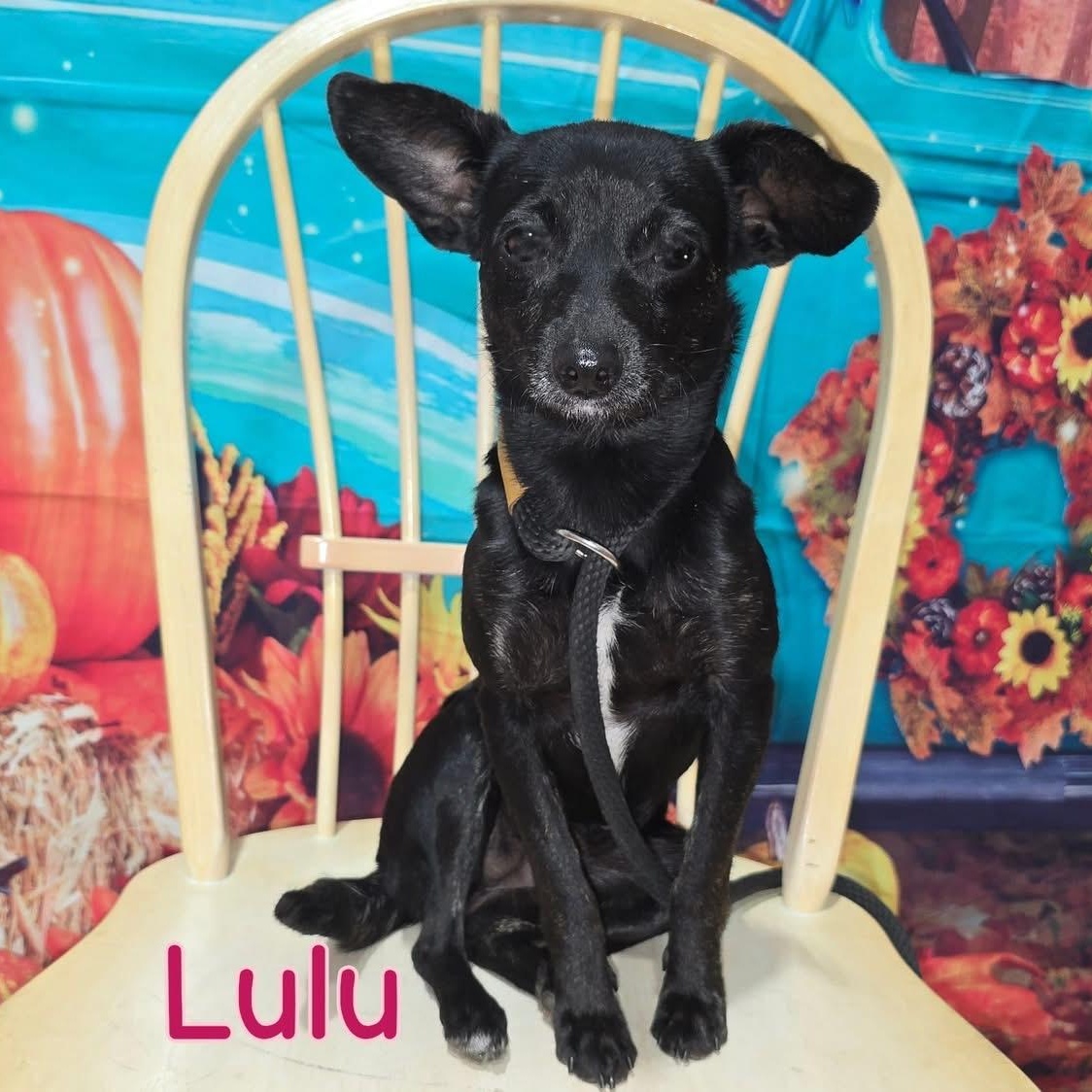Lulu, a Adoptable mixed breed in Joliet, IL image 6/6